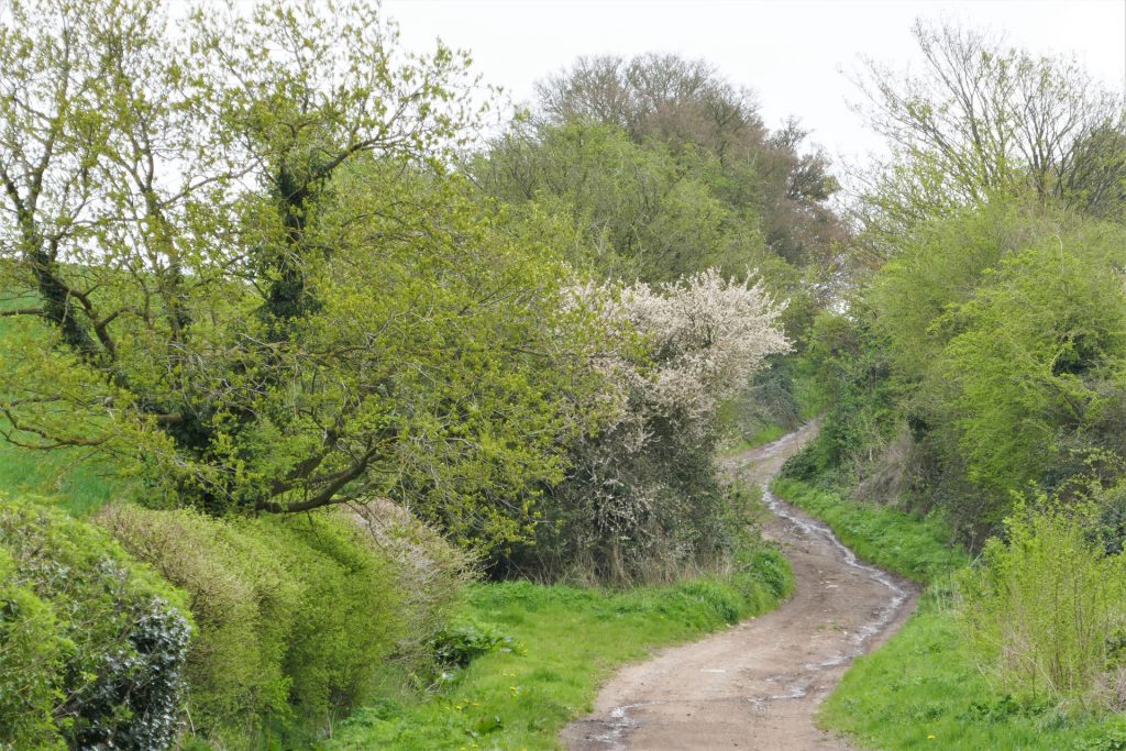 Ancient trackway at No Man's Heath